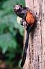Saddleback tamarin. Saddleback tamarin ( Scan af KOL3744 )  Saguinus fuscicollis, Callithricidae Tambopata-Candamo Reserve Peru Sydamerika pattedyr Primater, Egernaber