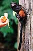 Saddleback tamarin. Saddleback tamarin ( Scan af KOL1738 )  Saguinus fuscicollis, Callithricidae Tambopata-Candamo Reserve / Amazonas Peru Sydamerika pattedyr Primater, Egernaber