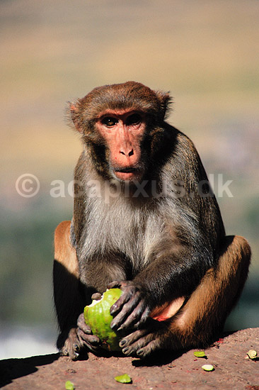 Rhesusabe, spiser frugt. Rhesusabe, spiser frugt ( Scan af KOL1165 ) ; Macaca mulatta, Cercopithecidae; Kathmandu; Nepal; Asien; pattedyr; Primater, Marekatte