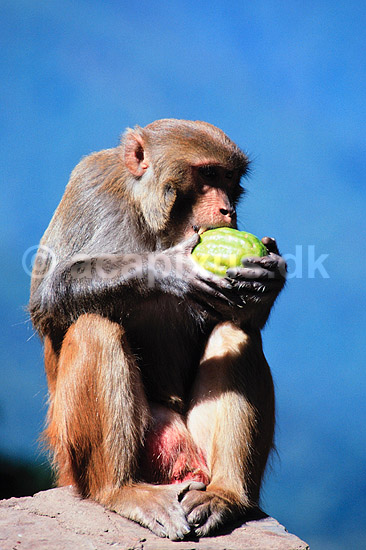 Rhesusabe, spiser frugt. Rhesusabe, spiser frugt ( Scan af KOL1166 ) ; Macaca mulatta, Cercopithecidae; Kathmandu; Nepal; Asien; pattedyr; Primater, Marekatte