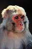 Rhesusabe, portr�t. Rhesusabe, portr�t ( Scan af KOL1163 )  Macaca mulatta, Cercopithecidae Kathmandu Nepal Asien pattedyr Primater, Marekatte