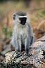 Hvidgr�n marekat. Hvidgr�n marekat ( Scan af KOL3351 )  Cercopithecus aethiops, Cercopithecidae Great Zimbabwe Zimbabwe Afrika pattedyr Primater, Marekatte