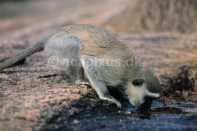 Hvidgr�n marekat. Hvidgr�n marekat der drikker vand ( Scan af KOL3349 ) ; Cercopithecus aethiops, Cercopithecidae; Great Zimbabwe; Zimbabwe; Afrika; pattedyr; Primater, Marekatte