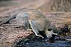 Hvidgr�n marekat. Hvidgr�n marekat der drikker vand ( Scan af KOL3349 )  Cercopithecus aethiops, Cercopithecidae Great Zimbabwe Zimbabwe Afrika pattedyr Primater, Marekatte