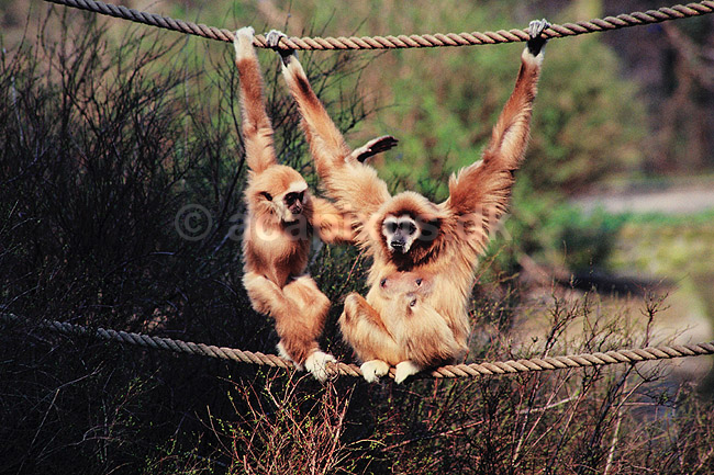 Hvidh�ndet gibbon. Hvidh�ndet gibbon ( Scan af KOL547 ) ; Hylobates lar, Pongidae; K�benhavn ZOO; ; ; pattedyr; Primater, Menneskeaber, gibboner
