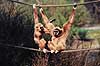 Hvidh�ndet gibbon. Hvidh�ndet gibbon ( Scan af KOL547 )  Hylobates lar, Pongidae K�benhavn ZOO   pattedyr Primater, Menneskeaber, gibboner