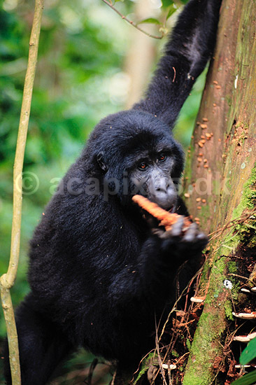 Bjerggorilla. Bjerggorilla spiser svamp ( Scan af KOL5892 ) ; Gorilla gorilla beringei, Pongidae; Bwindi NP; Uganda; Afrika; pattedyr; Primater, Menneskeaber, gorillaer, gorilla