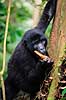 Bjerggorilla. Bjerggorilla spiser svamp ( Scan af KOL5892 )  Gorilla gorilla beringei, Pongidae Bwindi NP Uganda Afrika pattedyr Primater, Menneskeaber, gorillaer, gorilla