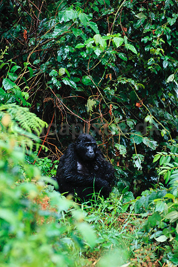 Bjerggorilla. Bjerggorilla (hun med baby i regnvejr) ( Scan af KOL5886 ) ; Gorilla gorilla beringei, Pongidae; Bwindi NP; Uganda; Afrika; pattedyr; Primater, Menneskeaber, gorillaer, gorilla