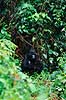 Bjerggorilla. Bjerggorilla (hun med baby i regnvejr) ( Scan af KOL5886 )  Gorilla gorilla beringei, Pongidae Bwindi NP Uganda Afrika pattedyr Primater, Menneskeaber, gorillaer, gorilla