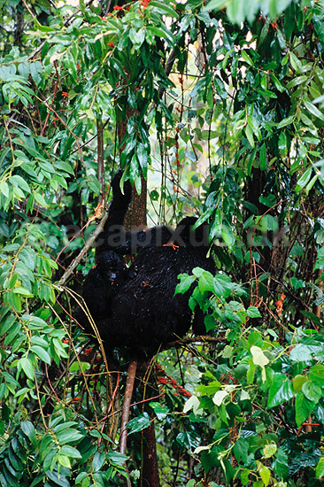 Bjerggorilla. Bjerggorilla (hun med baby i regnvejr) ( Scan af KOL5888 ) ; Gorilla gorilla beringei, Pongidae; Bwindi NP; Uganda; Afrika; pattedyr; Primater, Menneskeaber, gorillaer, gorilla
