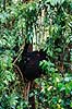 Bjerggorilla. Bjerggorilla (hun med baby i regnvejr) ( Scan af KOL5888 )  Gorilla gorilla beringei, Pongidae Bwindi NP Uganda Afrika pattedyr Primater, Menneskeaber, gorillaer, gorilla