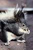 Tassel-eared squirrel. Tassel-eared squirrel ( Scan af KOL2230 )  Sciurus aberti, Sciuridae Bandelier National Monument / New Mexico USA Nordamerika pattedyr Egern, Gnavere, Rodentia