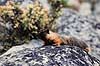 Yellowbelly Marmot. Yellowbelly Marmot ( Scan af KOL307 )  Marmota flaviventris, Sciuridae Yosemite / Californien USA Nordamerika pattedyr Egern, Gnavere, Rodentia