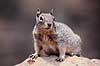 Rock Squirrel. Rock Squirrel ( Scan af KOL318 )  Citellus variegatus, Sciuridae Grand Canyon / Arizona USA Nordamerika pattedyr Egern, Gnavere, Rodentia