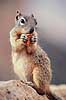 Rock Squirrel. Rock Squirrel ( Scan af KOL317 )  Citellus variegatus, Sciuridae Grand Canyon / Arizona USA Nordamerika pattedyr Egern, Gnavere, Rodentia