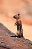 Golden Mantled Squirrel. Golden Mantled Squirrel ( Scan af KOL309 )  Citellus lateralis, Sciuridae Bryce Canyon / Utah USA Nordamerika pattedyr Egern, Gnavere, Rodentia