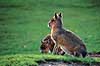 Mara. Mara ( Scan af KOL549 )  Dolichotis patagonia, Caviidae K�benhavn ZOO   pattedyr Marsvin, Caviidae, Gnavere, Rodentia
