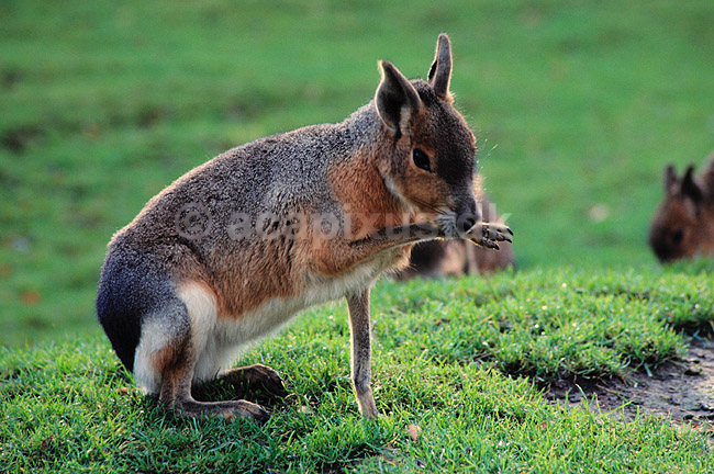 Mara. Mara ( Scan af KOL550 ) ; Dolichotis patagonia, Caviidae; K�benhavn ZOO; ; ; pattedyr; Marsvin, Caviidae, Gnavere, Rodentia