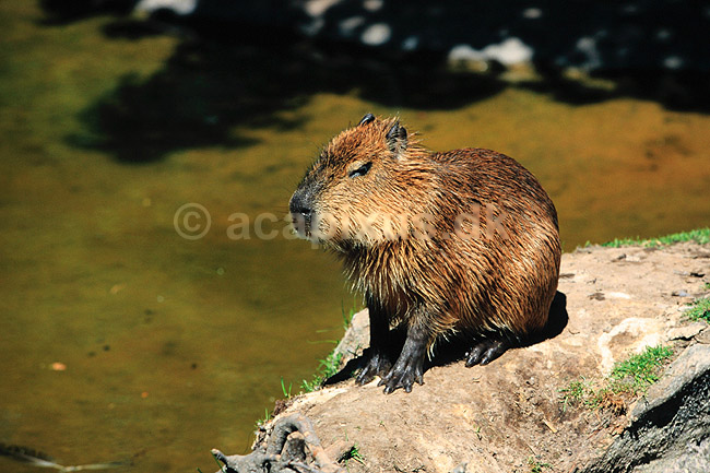 Flodsvin. Kapivar ( Scan af KOL6907 ) ; Hydrochoerus hydrochaeris, Hydrochoeridae; K�benhavn ZOO; ; ; pattedyr; Gnavere, Rodentia