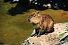 Flodsvin. Kapivar ( Scan af KOL6907 )  Hydrochoerus hydrochaeris, Hydrochoeridae K�benhavn ZOO   pattedyr Gnavere, Rodentia
