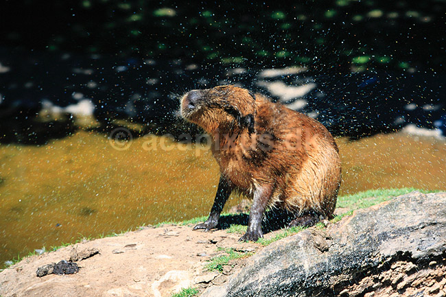 Flodsvin. Kapivar ( Scan af KOL6294 ) ; Hydrochoerus hydrochaeris, Hydrochoeridae; K�benhavn ZOO; ; ; pattedyr; Gnavere, Rodentia