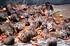 Sumpb�ver. Sumpb�ver, B�verrotte ( Scan af KOL7152 )  Myocastor coypus, Capromyidae K�benhavn ZOO   pattedyr Gnavere, Rodentia, B�verrotter, Capromyidae