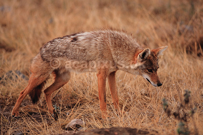 Guldsjakal. Guldsjakal ( Scan af KOL5894 ) ; Canis aureus, Canidae; Serengeti NP; Tanzania; Afrika; pattedyr; Rovdyr, Carnivora, Hunde, Canidae, jakaler