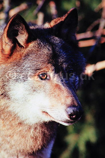 Ulv. Ulv ( Scan af KOL551 ) ; Canis lupus, Canidae; K�benhavn ZOO; ; ; pattedyr; Rovdyr, Carnivora, Hunde, Canidae, ulve