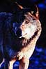 Ulv. Ulv ( Scan af KOL552 )  Canis lupus, Canidae K�benhavn ZOO   pattedyr Rovdyr, Carnivora, Hunde, Canidae, ulve