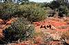 Dingo. Dingo ( Scan af KOL2640 )  Canis familiaris dingo, Canidae Uluru - Kata Tjuta NP / Northern Territory Australien Australien pattedyr Rovdyr, Carnivora, Hunde, Canidae