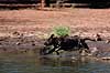 Am. staffordshire terrier, Pit bull terrier. Ammerikansk staffordshire terrier, Pit bull terrier ( Scan af KOL3357 )  Canis familiaris, Canidae Gwai River Hotel Zimbabwe Afrika pattedyr Rovdyr, Carnivora, Hunde, Canidae