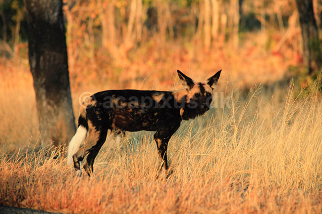 Hy�nehund. Hy�nehund ( Scan af KOL3362 ) ; Lycaon pictus, Canidae; Hwange NP; Zimbabwe; Afrika; pattedyr; Rovdyr, Carnivora, Hunde, Canidae