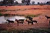 Hy�nehund. Hy�nehund ( Scan af KOL3360 )  Lycaon pictus, Canidae Moremi NP Botswana Afrika pattedyr Rovdyr, Carnivora, Hunde, Canidae