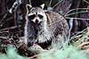 Vaskebj�rn, spiser hesteskokrabbe. Vaskebj�rn spiser hesteskokrabbe ( Scan af KOL3745 )  Procyon lotor, Procyonidae Ding Darling NWR / Sanibel Island / Florida USA Nordamerika pattedyr Rovdyr, Carnivora, Halvbj�rne, Procyonidae