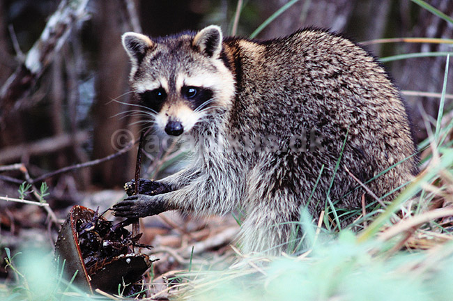 Vaskebj�rn. Vaskebj�rn spiser hesteskokrabbe ( Scan af KOL2231 ) ; Procyon lotor, Procyonidae; Ding Darling NWR / Sanibel Island / Florida; USA; Nordamerika; pattedyr; Rovdyr, Carnivora, Halvbj�rne, Procyonidae