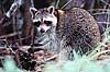 Vaskebj�rn. Vaskebj�rn spiser hesteskokrabbe ( Scan af KOL2231 )  Procyon lotor, Procyonidae Ding Darling NWR / Sanibel Island / Florida USA Nordamerika pattedyr Rovdyr, Carnivora, Halvbj�rne, Procyonidae