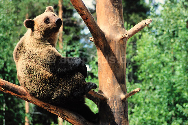 Brun bj�rn. Brun bj�rn ( Scan af KOL81 ) ; Ursus arctos, Ursidae; ; Finland; ; pattedyr; Rovdyr, Carnivora, Bj�rne, Ursidae