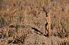 R�vemangust. R�vemangust ( Scan af KOL3366 )  Cynictis penicillata, Viverridae Makgadikgadi Pans Botswana Afrika pattedyr Rovdyr, Carnivora, Desmerdyr, Viverridae