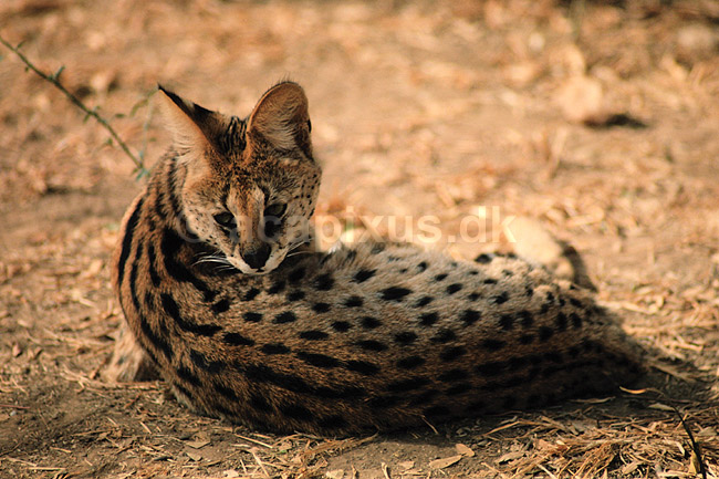 Serval. Serval ( Scan af KOL3371 ) ; Felis serval, Felidae; Chipangali Wildlife Orphancy; Zimbabwe; Afrika; pattedyr; Rovdyr, Carnivora, Katte, Felidae