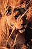L�ve. L�ve ( Scan af KOL3377 )  Panthera leo, Felidae Moremi NP Botswana Afrika pattedyr Rovdyr, Carnivora, Katte, Felidae