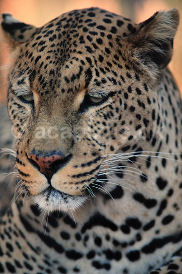 Leopard. Leopard ( Scan af KOL3378 ) ; Panthera pardus, Felidae; Chipangali Wildlife Orphancy; Zimbabwe; ; pattedyr; Rovdyr, Carnivora, Katte, Felidae