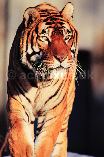 Tiger. Tiger ( Scan af KOL557 ) ; Panthera tigris, Felidae; K�benhavn ZOO; ; ; pattedyr; Rovdyr, Carnivora, Katte, Felidae