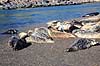 Sp�ttet S�l. Sp�ttet S�l - Harbor Seal. Ynglekoloni ved udmundingen af Russian River ( Scan af KOL321 )  Phoca vitulina, Phocidae Californien USA Nordamerika pattedyr S�ler, Phocidae