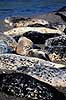 Sp�ttet S�l. Sp�ttet S�l - Harbor Seal. Ynglekoloni ved udmundingen af Russian River ( Scan af KOL320 )  Phoca vitulina, Phocidae Californien USA Nordamerika pattedyr S�ler, Phocidae