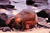 Californisk s�l�ve. Californisk s�l�ve ( Scan af KOL4920 )  Zalophus californianus, Otariidae Espa�ola / Galapagos Equador Sydamerika pattedyr �res�ler, Otariidae