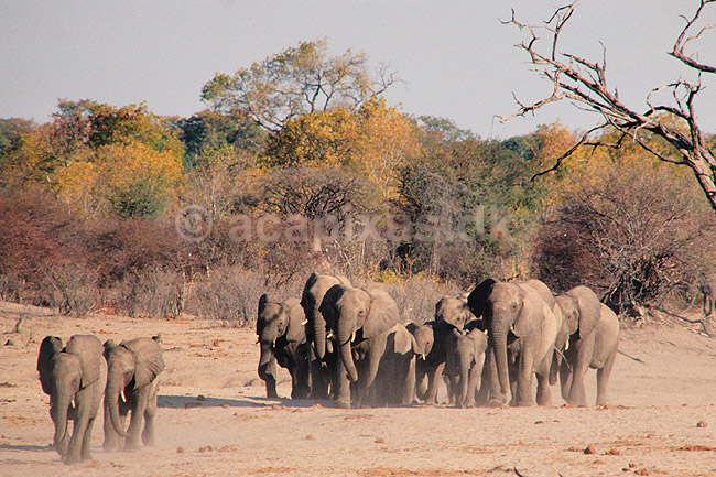 Afrikansk elefant. Afrikansk elefant, p� vej mod vandhul ( Scan af KOL3398 ) ; Loxodonta africana, Elefantidae; Hwange NP; Zimbabwe; Afrika; pattedyr; Elefanter, Elephantidae