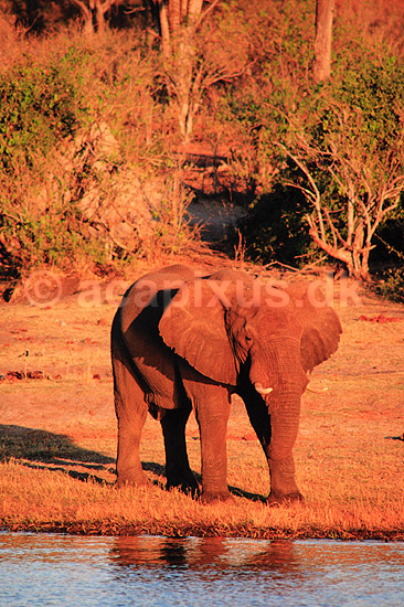 Afrikansk elefant. Afrikansk elefant, drikker fra flod ( Scan af KOL3394 ) ; Loxodonta africana, Elefantidae; Chobe River / Chobe NP; Botswana; Afrika; pattedyr; Elefanter, Elephantidae