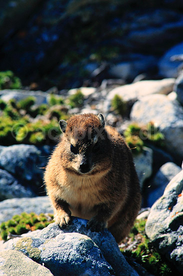 Klippegr�vling. Klippegr�vling ( Scan af KOL4643 ) ; Procavia capensis, Procaviidae; Cape of Good Hope NR; Sydafrika; Afrika; pattedyr; Klippegr�vlinger, Procaviidae