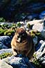 Klippegr�vling. Klippegr�vling ( Scan af KOL4643 )  Procavia capensis, Procaviidae Cape of Good Hope NR Sydafrika Afrika pattedyr Klippegr�vlinger, Procaviidae
